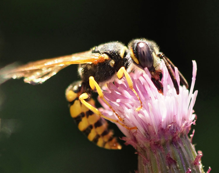 Bienenwolf, Philanthus triangulum